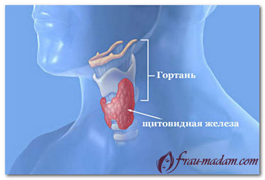 Что регулируют гормоны щитовидной железы?