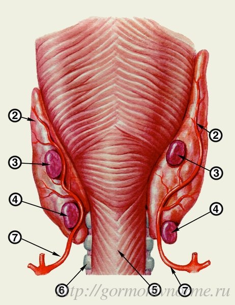 анатомическое изображение паращитовидных желез